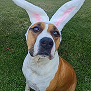Mirko a rejoint le concours — aidez-le/la à gagner de superbes lots ! dog, grass, outdoor, bunny_ears, costume, pet, animal, brown, white, ears, cute, sitting, looking_up, funny, spring, nature, mammal, playful, portrait, canine