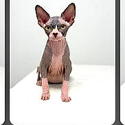 Cootie joined the competition — help win amazing prizes! cat, sphynx_cat, hairless, pet, animal, indoor, white_background, curious, ears, eyes, portrait, looking_at_camera, sitting, clean, minimalist, feline, domestic_animal, cute, studio, isolated