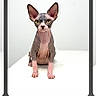 cat, sphynx_cat, hairless, pet, animal, indoor, white_background, curious, ears, eyes, portrait, looking_at_camera, sitting, clean, minimalist, feline, domestic_animal, cute, studio, isolated