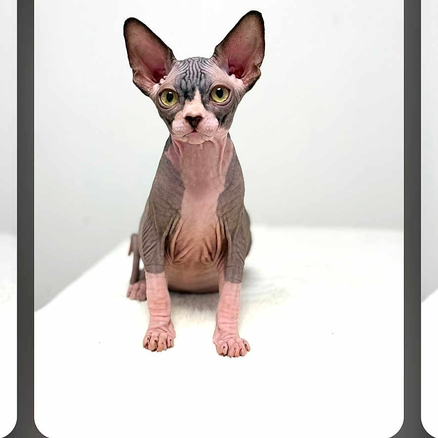 Cootie joined the competition — help win amazing prizes! cat, sphynx_cat, hairless, pet, animal, indoor, white_background, curious, ears, eyes, portrait, looking_at_camera, sitting, clean, minimalist, feline, domestic_animal, cute, studio, isolated
