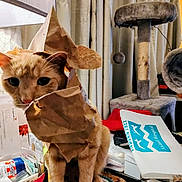 Lucy joined the competition — help win amazing prizes! cat, orange_cat, paper_bag, curious, indoor, cat_tree, table, clutter, household_items, curtains, pet, feline, playful, close_up, domestic, animal, funny, messy, cute, ears