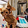 cat, orange_cat, paper_bag, curious, indoor, cat_tree, table, clutter, household_items, curtains, pet, feline, playful, close_up, domestic, animal, funny, messy, cute, ears