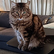 Ringo joined the competition — help win amazing prizes! cat, tabby, feline, pet, indoor, table, living_room, curtains, couch, slippers, carpet, furry, sitting, green_eyes, domestic_animal, cozy, home, fur, whiskers, cute
