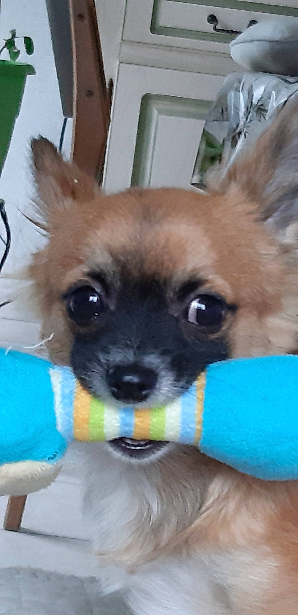 Pablo participe au concours pour gagner de l'argent avec cette photo : canidae, carnivore, chihuahua, companion_dog, dog, dog_breed, fawn, mammal, pomeranian, puppy, snout, sporting_group, toy_dog, vertebrate, whiskers