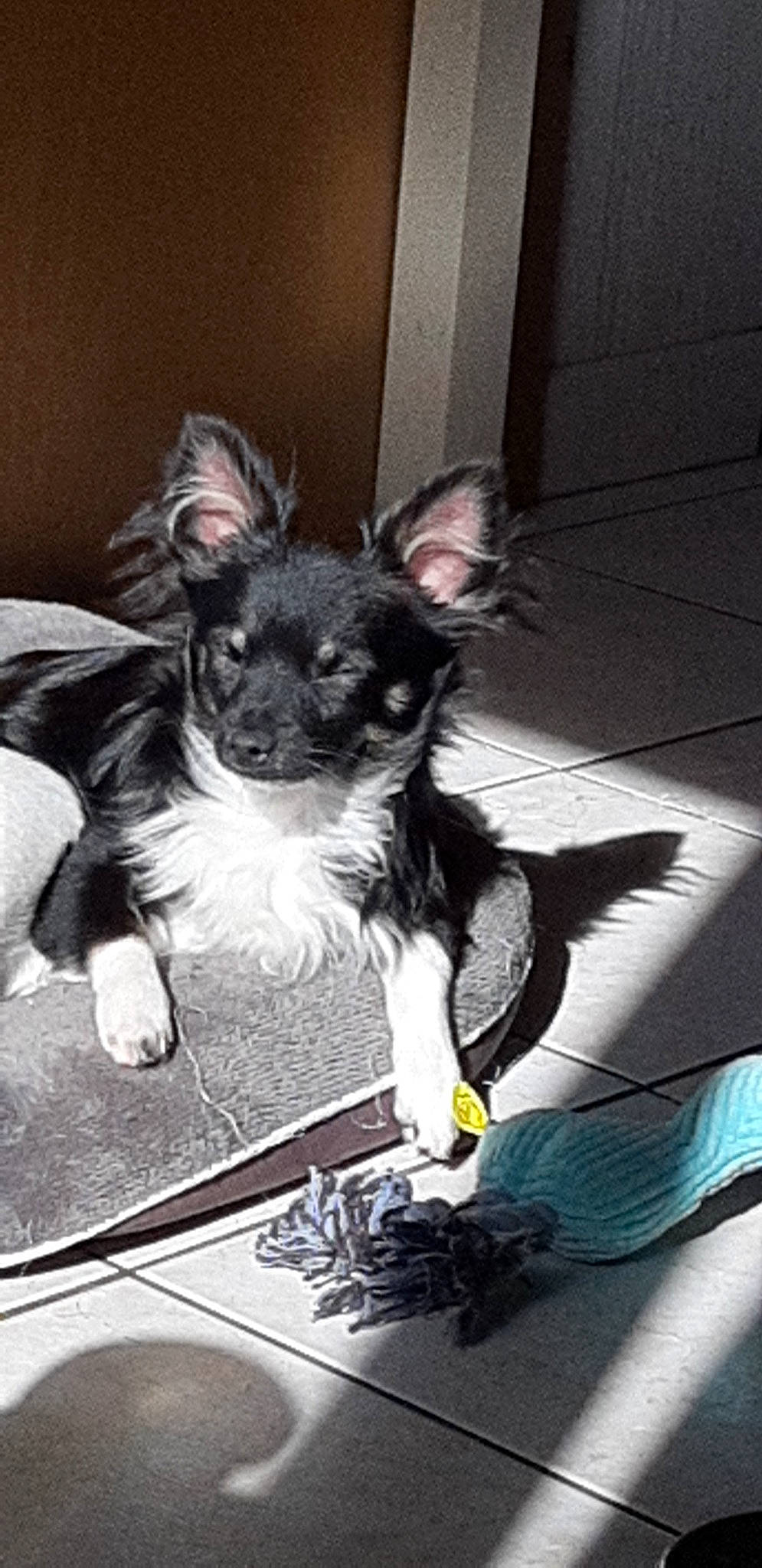 Poncho a rejoint le concours — aidez-le/la à gagner de superbes lots ! canidae, carnivore, chihuahua, companion_dog, dog, dog_breed, mammal, puppy, sporting_group, toy_dog, vertebrate