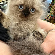 Reginald is registered to the contest to win money with this photo: arm, blue_eyes, bracelet, cat, close_up, curious, cute, face, fluffy, fur, holding, indoor, kitten, long_fur, paw, pet_store, portrait, sitting, toy, whiskers