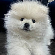 Chepe is registered to the contest to win money with this photo: puppy, dog, pomeranian, fluffy, white, cute, pet, animal, fur, indoors, resting, floor, small, adorable, face, eyes, nose, portrait, young, domestic