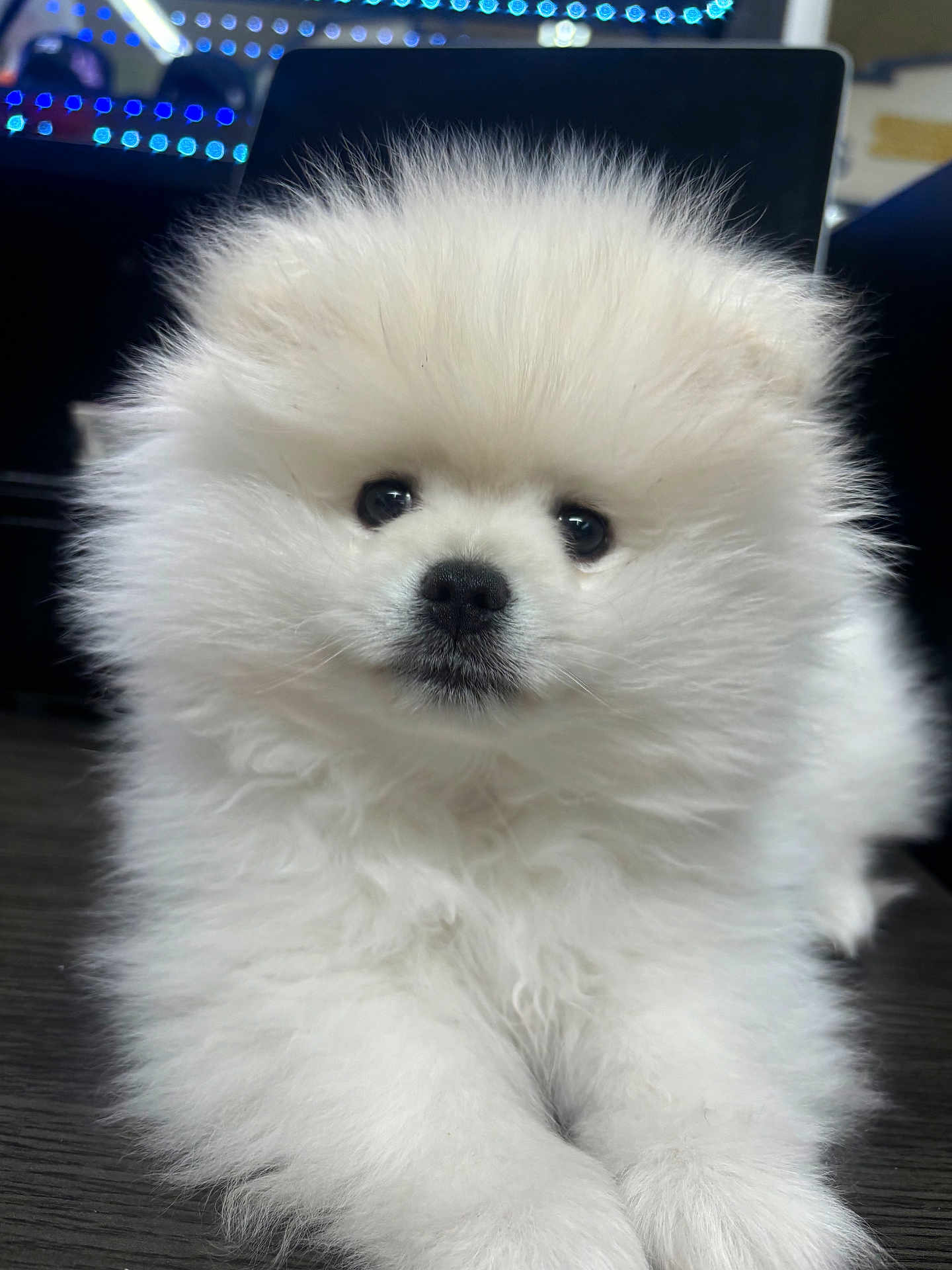 Chepe is registered to the contest to win money with this photo: puppy, dog, pomeranian, fluffy, white, cute, pet, animal, fur, indoors, resting, floor, small, adorable, face, eyes, nose, portrait, young, domestic