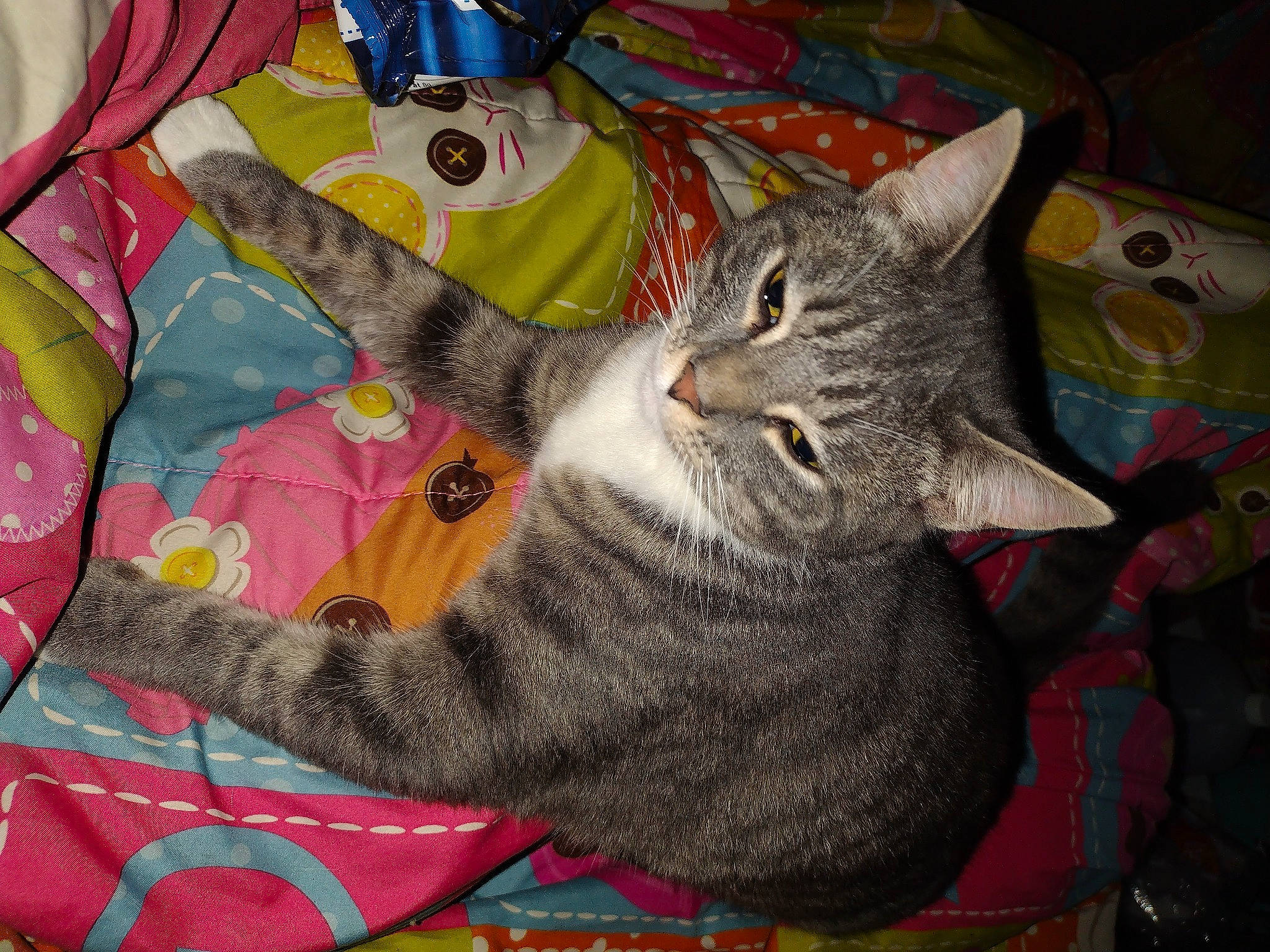 Sunshine joined the competition — help win amazing prizes! art, carnivore, cat, claw, creative_arts, domestic_short_haired_cat, felidae, fur, grey, illustration, linens, nap, paint, pattern, paw, small_to_medium_sized_cats, snout, tail, visual_arts, whiskers