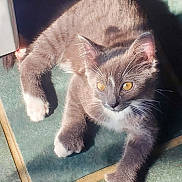 Hitch joined the competition — help win amazing prizes! animal, cat, curious, cute, feline, floor, golden_eyes, gray_fur, indoor, kitten, paw, pet, relaxed, shadow, sunlight, tile, whiskers, white_chest, white_paws, young