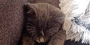 Hitch is registered to the contest to win money with this photo: animal, blanket, cat, couch, cozy, cute, domestic_cat, feline, fur, furry, gray_cat, indoor, kitten, nap, pet, resting, sleeping, soft, whiskers, white_paws