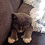 animal, blanket, cat, couch, cozy, cute, domestic_cat, feline, fur, furry, gray_cat, indoor, kitten, nap, pet, resting, sleeping, soft, whiskers, white_paws