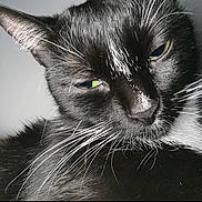 Mittens is registered to the contest to win money with this photo: cat, black_cat, white_whiskers, close_up, pet, animal, fur, whiskers, yellow_eyes, sleepy, indoor, portrait, feline, face, mammal, cute, domestic_animal, relaxed, whisker_detail, black_and_white