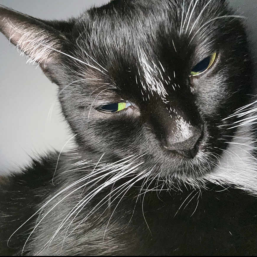 Mittens