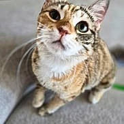 Pearl is registered to the contest to win money with this photo: cat, tabby, pet, animal, whiskers, fur, close_up, curious, indoor, soft_focus, blurred_background, cute, face, ears, eyes, sitting, feline, domestic, mammal, portrait