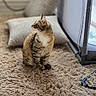 Pearl is registered to the contest to win money with this photo: cat, tabby_cat, carpet, indoor, pillow, pet_bed, furniture, animal, curious, fluffy, soft, cozy, brown, beige, pet, domestic_cat, mammal, fur, sitting, looking_away