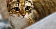 Pearl joined the competition — help win amazing prizes! cat, tabby, pet, animal, fur, whiskers, ears, eyes, closeup, indoor, curious, face, feline, mammal, domestic, blurred_background, looking, soft_light, portrait, cute