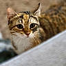 cat, tabby, pet, animal, fur, whiskers, ears, eyes, closeup, indoor, curious, face, feline, mammal, domestic, blurred_background, looking, soft_light, portrait, cute