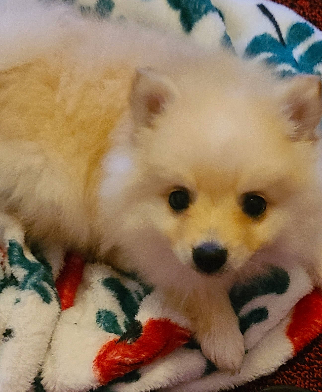 Todd joined the competition — help win amazing prizes! canidae, carnivore, companion_dog, dog, dog_breed, dog_supply, fawn, firefighter, fur, maltepoo, pet_supply, puppy, samoyed, snout, spitz, sporting_group, toy_dog, volpino_italiano, whiskers, working_animal