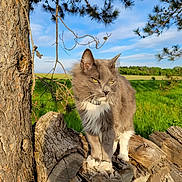 Rocco joined the competition — help win amazing prizes! cat, grey_cat, white_fur, outdoor, nature, tree, wooden_fence, green_field, grass, blue_sky, sunlight, animal, pet, fur, whiskers, ears, paws, wildlife, daytime, peaceful