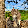 cat, grey_cat, white_fur, outdoor, nature, tree, wooden_fence, green_field, grass, blue_sky, sunlight, animal, pet, fur, whiskers, ears, paws, wildlife, daytime, peaceful