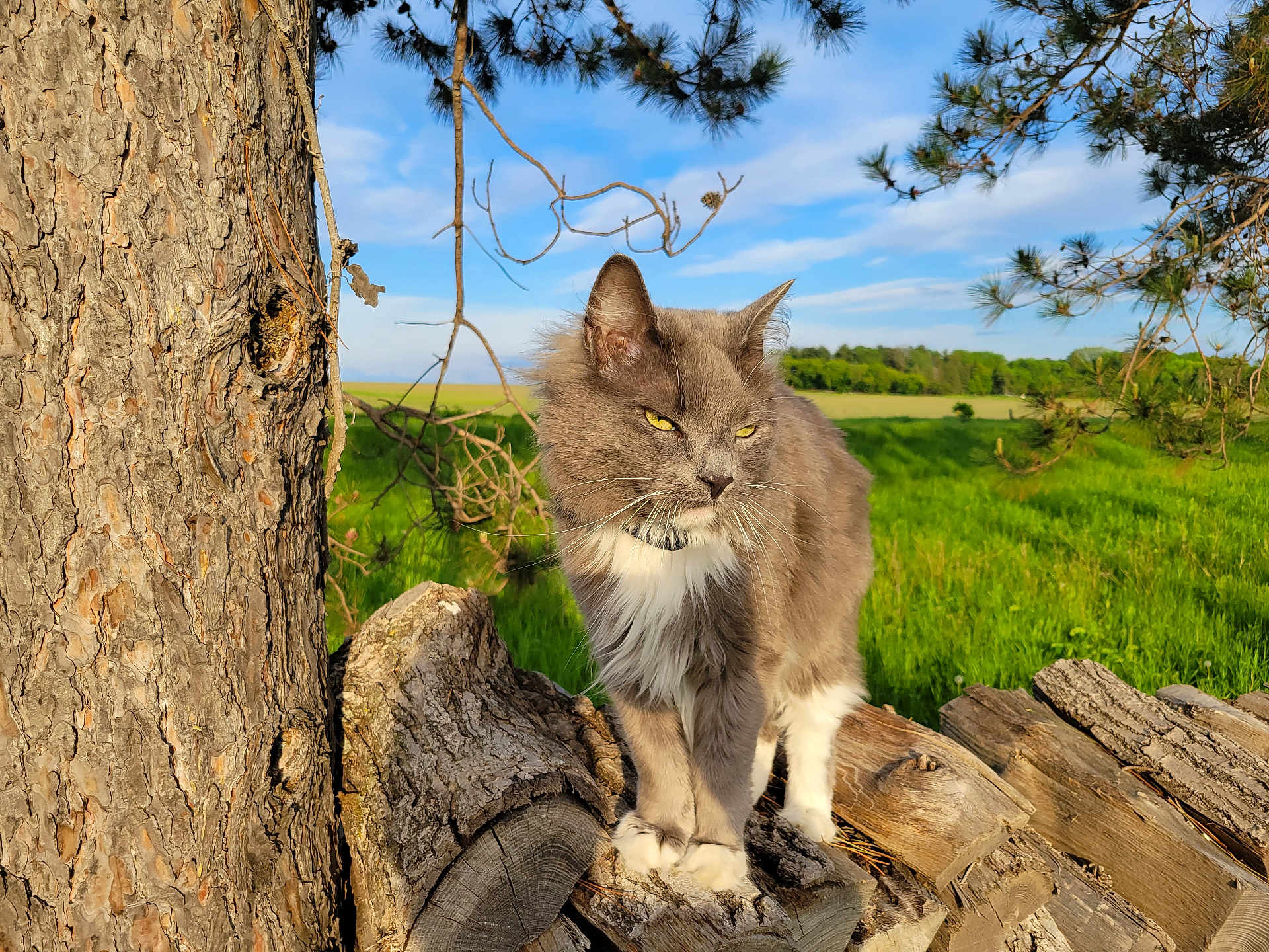 Rocco joined the competition — help win amazing prizes! cat, grey_cat, white_fur, outdoor, nature, tree, wooden_fence, green_field, grass, blue_sky, sunlight, animal, pet, fur, whiskers, ears, paws, wildlife, daytime, peaceful