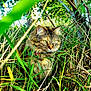 cat, animal, outdoor, grass, greenery, nature, fur, whiskers, eyes, wild, camouflage, tree, bush, sunlight, pet, collar, mammal, closeup, portrait, curious