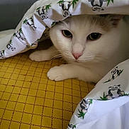 Ebony a rejoint le concours — aidez-le/la à gagner de superbes lots ! animal, bedroom, blanket, cat, close_up, comfort, cozy, curious, cute, face, feline, indoor, panda_print, paw, pet, resting, soft_light, whiskers, white_cat, yellow_bedspread