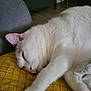 Ebony participe au concours pour gagner de l'argent avec cette photo : animal, cat, closeup, cozy, cute, domestic_cat, feline, fur, home, indoor, patterned_pillow, paw, pet, pink_nose, quiet, relaxation, resting, sleeping, white_cat, yellow_pillow
