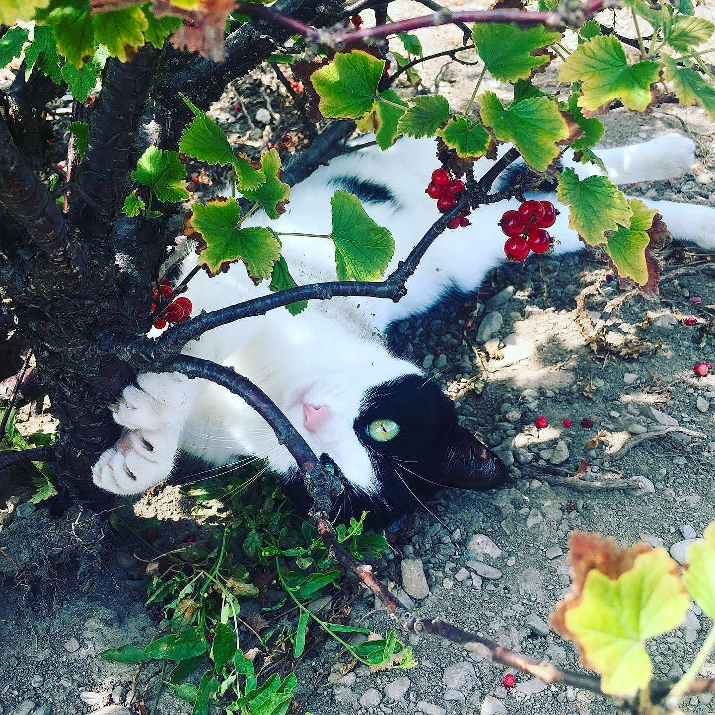 Papaya a rejoint le concours — aidez-le/la à gagner de superbes lots ! cat, felidae, flower, plant, shrub, small_to_medium_sized_cats, tree