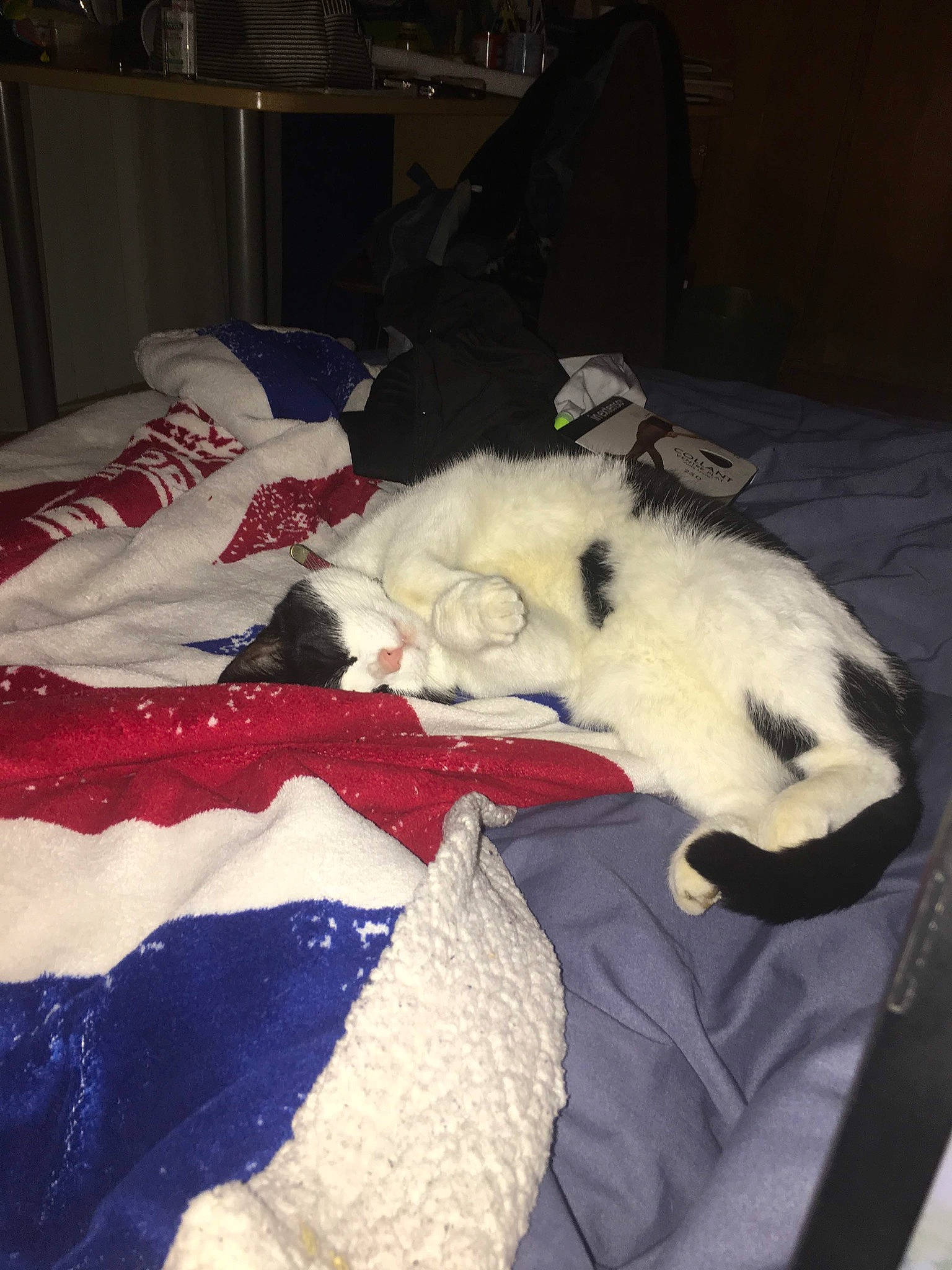 Papaya participe au concours pour gagner de l'argent avec cette photo : canidae, carnivore, cat, dog, dog_breed, felidae, nap, non_sporting_group