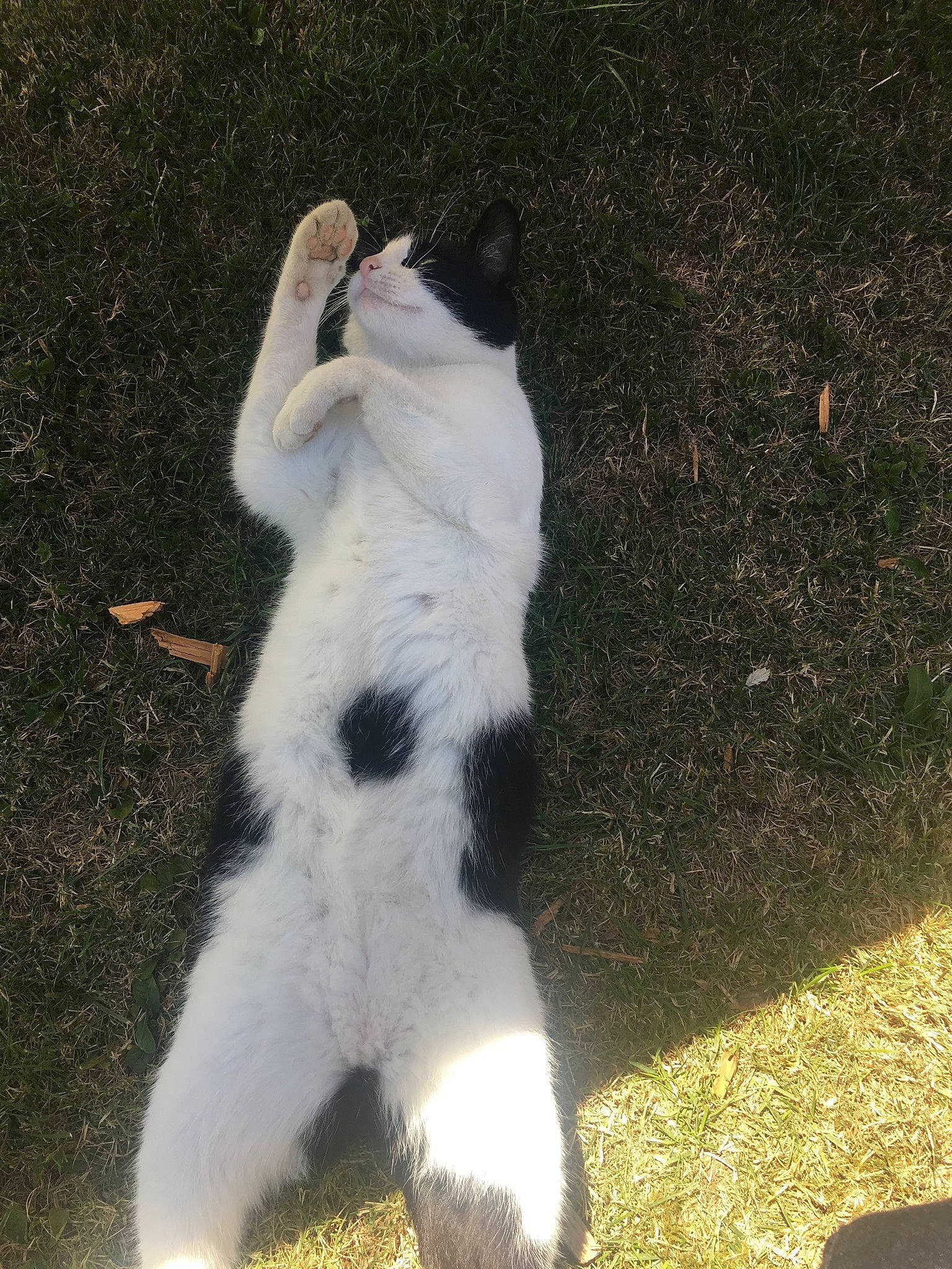 Papaya participe au concours pour gagner de l'argent avec cette photo : canidae, carnivore, dog, dog_breed, landseer, mammal, sporting_group, stabyhoun, tail, tornjak, vertebrate