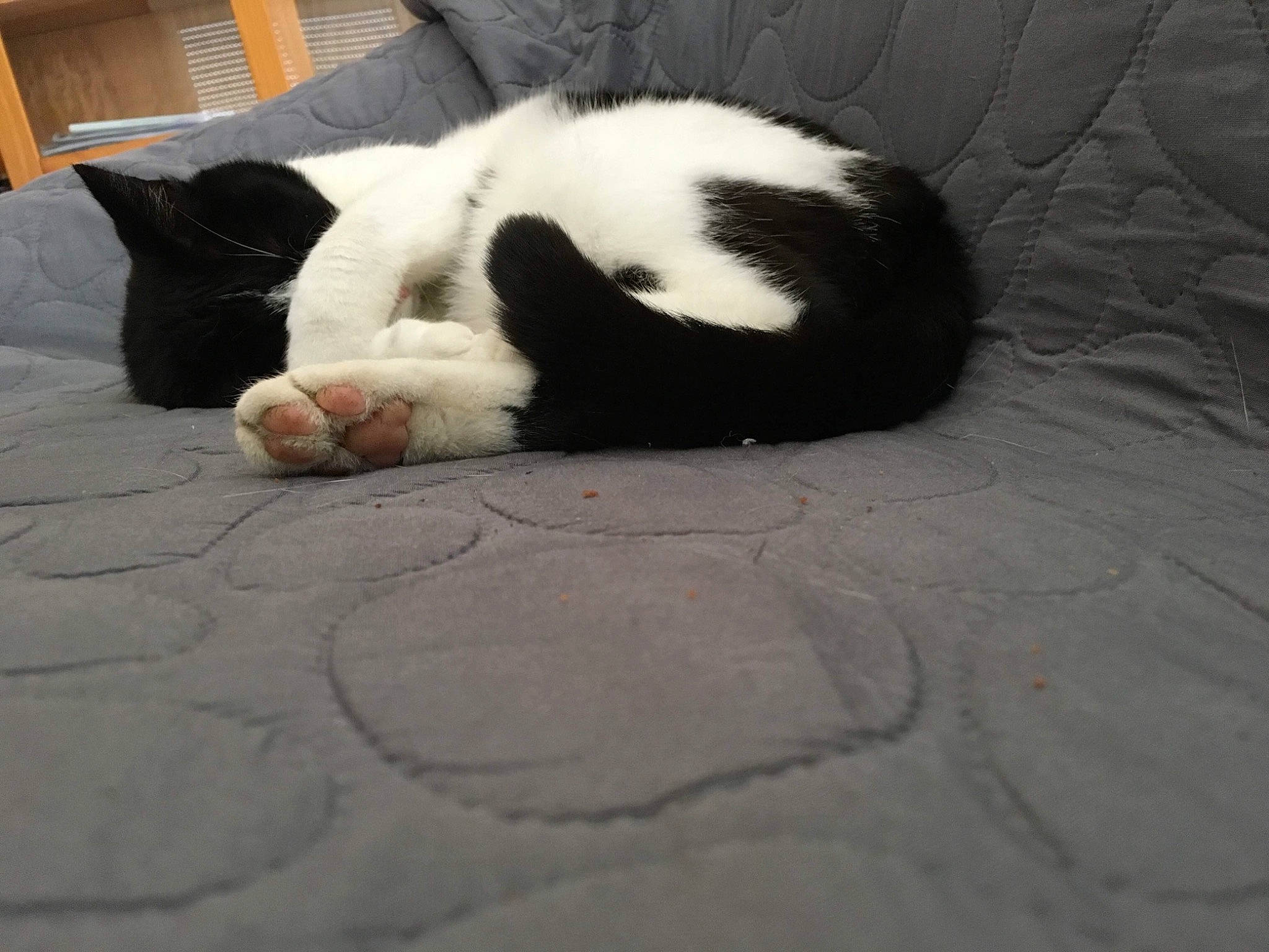 Papaya participe au concours pour gagner de l'argent avec cette photo : black, black_and_white, black_cat, carnivore, cat, claw, felidae, floor, flooring, fur, kitten, nap, paw, polydactyl_cat, sleep, small_to_medium_sized_cats, tail, whiskers