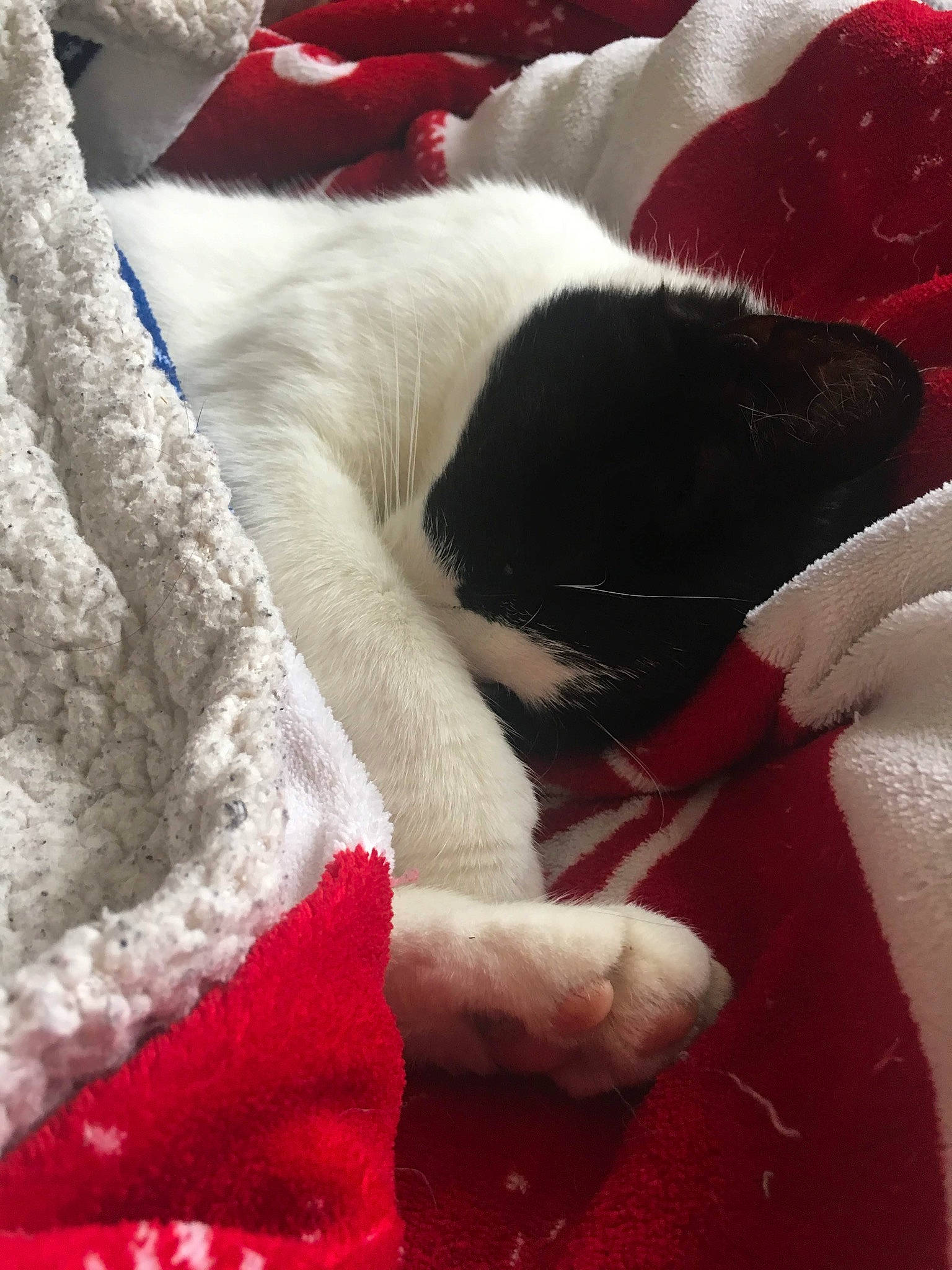 Papaya participe au concours pour gagner de l'argent avec cette photo : canidae, carnivore, cat, felidae, fur, nap, paw, red, small_to_medium_sized_cats, tail, whiskers