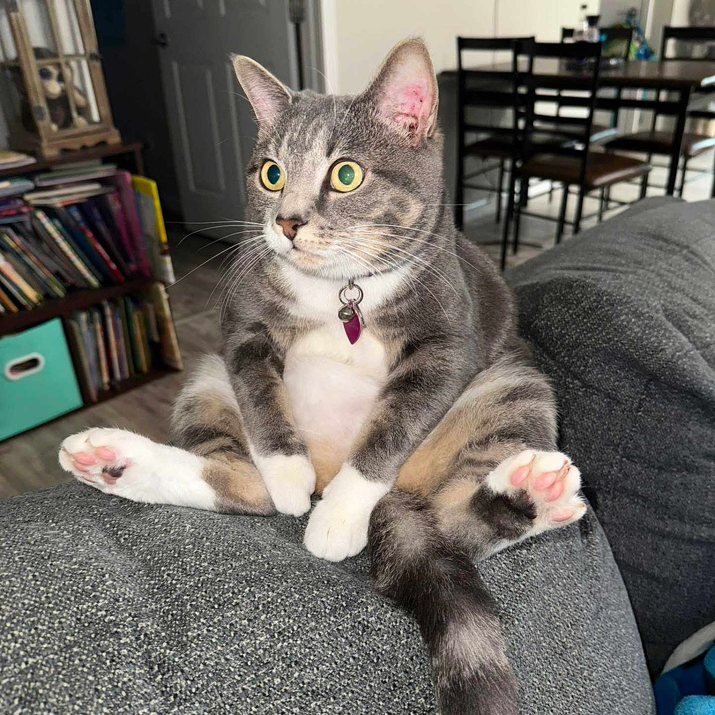 Bella is registered to the contest to win money with this photo: cat, gray_tabby, white_paws, pink_paw_pads, sitting, wide_eyes, alert, couch, indoor, living_room, bookshelf, dining_table, furniture, pet, domestic_cat, cute, fluffy, whiskers, tail, collar