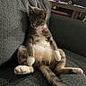 Bella is registered to the contest to win money with this photo: cat, sitting, couch, indoor, relaxed, feline, pet, toy, stuffed_animal, table, fur, whiskers, paws, tail, collar, curious, domestic_animal, living_room, gray, white