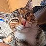 Gumball is registered to the contest to win money with this photo: cat, calico_cat, close_up, indoor, feline, pet, animal, fur, whiskers, yellow_eyes, pink_nose, relaxed, cute, mammal, portrait, domestic_cat, tabby, soft_light, resting, curious