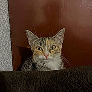 Gumball is registered to the contest to win money with this photo: cat, tabby, pet, animal, feline, ears, whiskers, curious, indoor, brown_wall, texture, closeup, fur, alert, face, looking, cute, small, young, mammal
