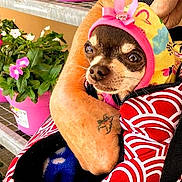 Moki joined the competition — help win amazing prizes! animal, bonnet, carrier, chihuahua, closeup, clothing, colorful, cute, dog, flower_pot, greenery, hand, hat, outdoor, pet, pink, plant, portrait, small_dog, tattoo