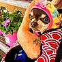 animal, bonnet, carrier, chihuahua, closeup, clothing, colorful, cute, dog, flower_pot, greenery, hand, hat, outdoor, pet, pink, plant, portrait, small_dog, tattoo