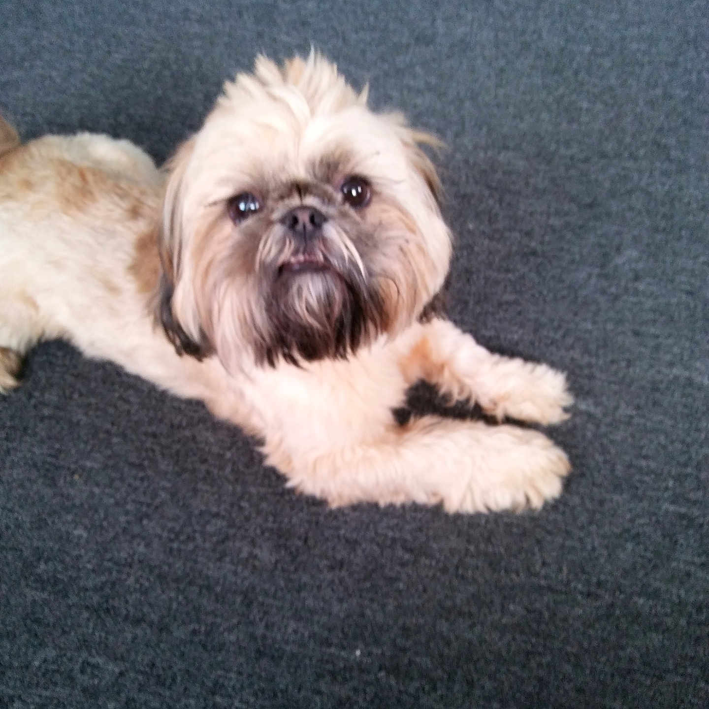 Toby