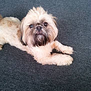 Toby is registered to the contest to win money with this photo: dog, small_dog, fluffy, light_brown, dark_brown, carpet, indoor, pet, cute, lying_down, looking_up, fur, animal, companion, domestic, mammal, friendly, curious, face, paws