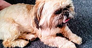Toby joined the competition — help win amazing prizes! dog, small_dog, fluffy, light_brown, cream_fur, carpet, indoor, pet, animal, lying_down, tongue_out, cute, furry, domestic_animal, companion, relaxed, paw, face, fur, canine