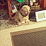 Toby joined the competition — help win amazing prizes! dog, carpet, cabinet, christmas_stockings, decor, rug, furniture, holiday, indoor, wooden_cabinet, pet, fluffy, collar, ornaments, frame, cozy, floor, patterned, striped_rug, living_room