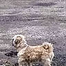 Toby is registered to the contest to win money with this photo: dog, small_dog, outdoor, gravel, grass, fence, animal, standing, fur, pet, canine, back_view, nature, yard, daylight, paused, video_ui, text_overlay, background, leash