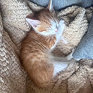 Arès a rejoint le concours — aidez-le/la à gagner de superbes lots ! kitten, cat, sleeping, cozy, blanket, orange_cat, white_cat, fur, pet, cute, resting, indoors, soft, cushion, nap, feline, domestic_cat, warm, relaxation, animal