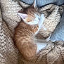 kitten, cat, sleeping, cozy, blanket, orange_cat, white_cat, fur, pet, cute, resting, indoors, soft, cushion, nap, feline, domestic_cat, warm, relaxation, animal
