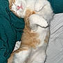 kitten, cat, sleeping, cute, fur, orange, white, pet, animal, cozy, paws, blanket, bed, resting, domestic, whiskers, nap, adorable, feline, curled