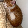 Arès a rejoint le concours — aidez-le/la à gagner de superbes lots ! kitten, cat, sleeping, orange, white, fur, blanket, pillow, cozy, cute, young, animal, pet, resting, indoors, soft, small, curled_up, peaceful, feline