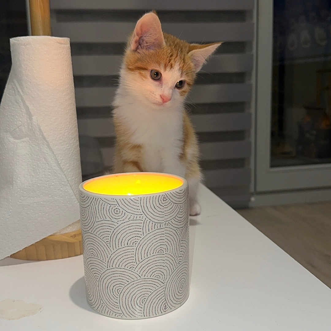 Arès participe au concours pour gagner de l'argent avec cette photo : animal, background, candle, cat, cozy, curious, domestic_animal, furniture, glow, home, indoor, kitten, light, modern, orange_and_white, paper_towel, pet, small, table, window
